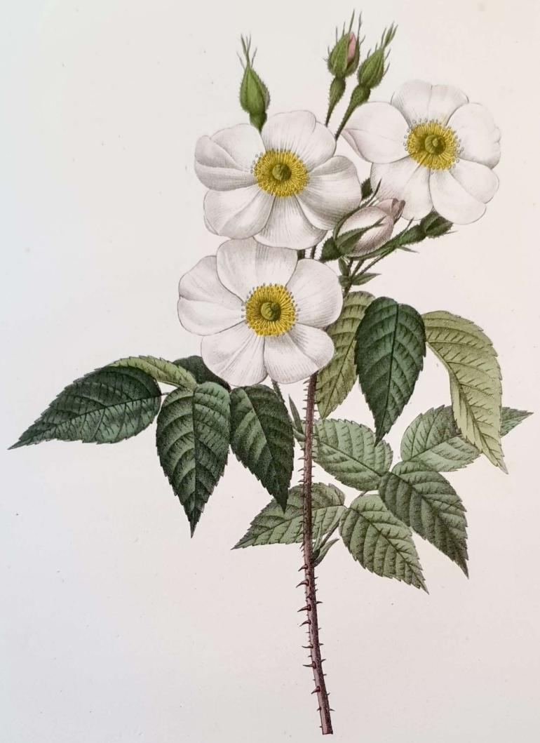 REDOUTE Pierre Joseph