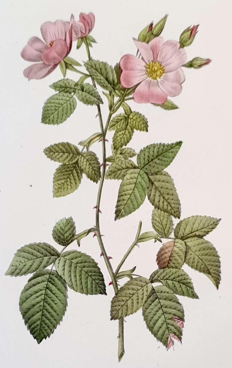 REDOUTE Pierre Joseph