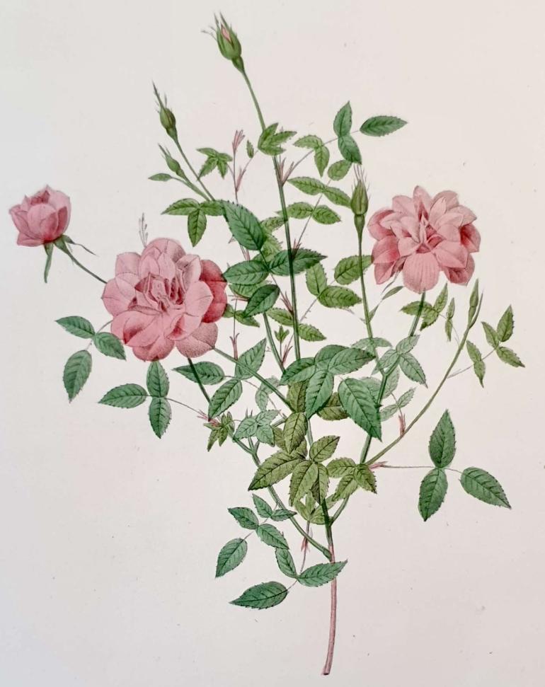 REDOUTE Pierre Joseph