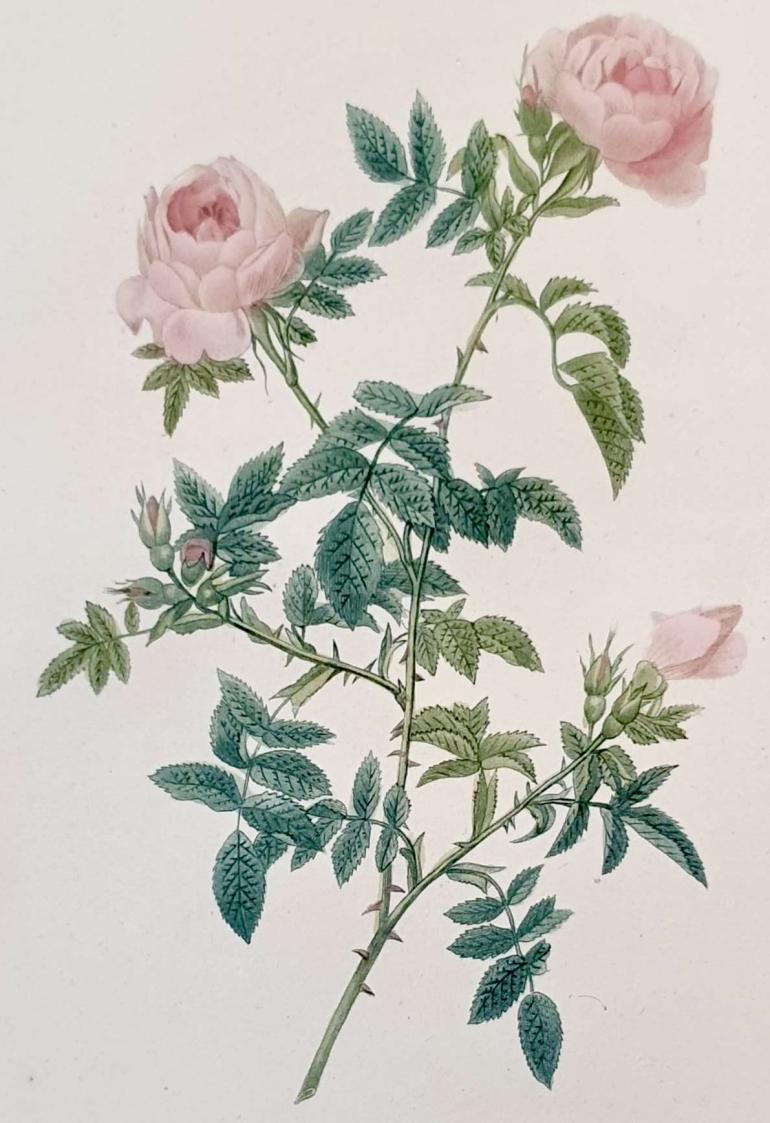 REDOUTE Pierre Joseph