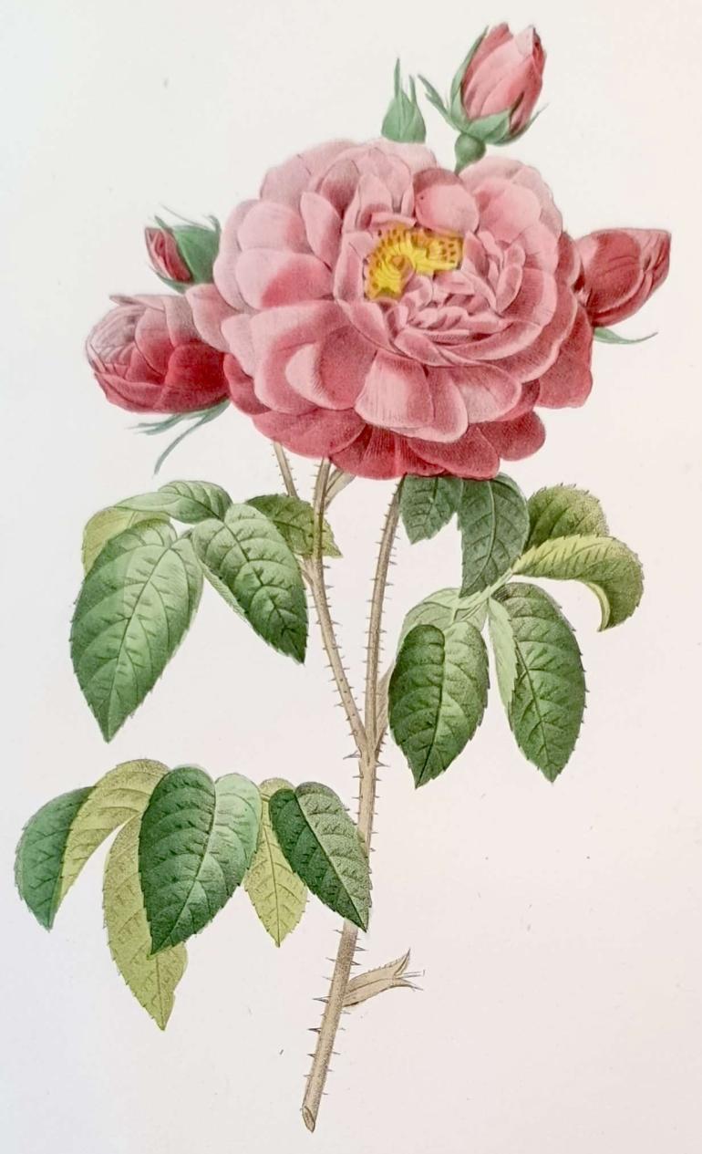 REDOUTE Pierre Joseph