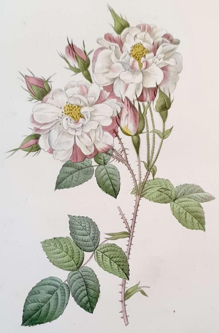 REDOUTE Pierre Joseph