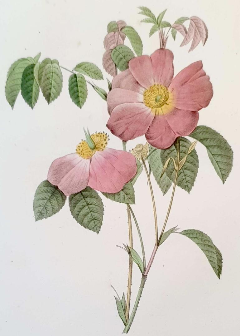 REDOUTE Pierre Joseph