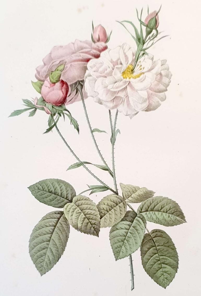 REDOUTE Pierre Joseph