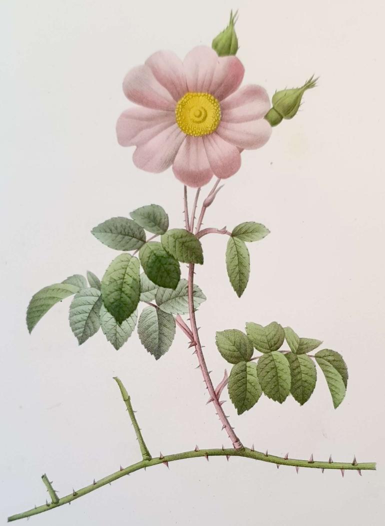 REDOUTE Pierre Joseph