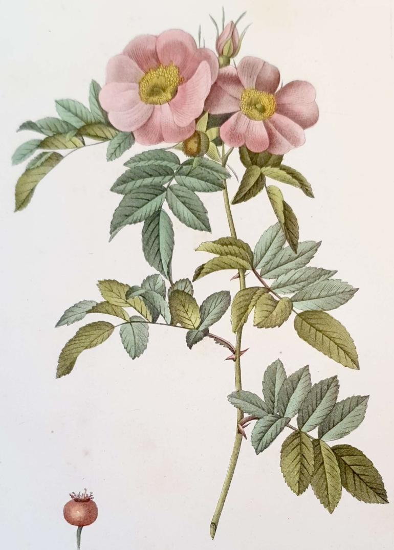 REDOUTE Pierre Joseph