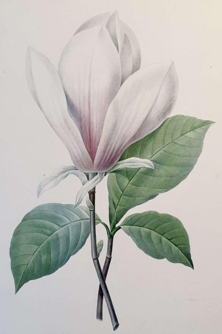 REDOUTE Pierre Joseph