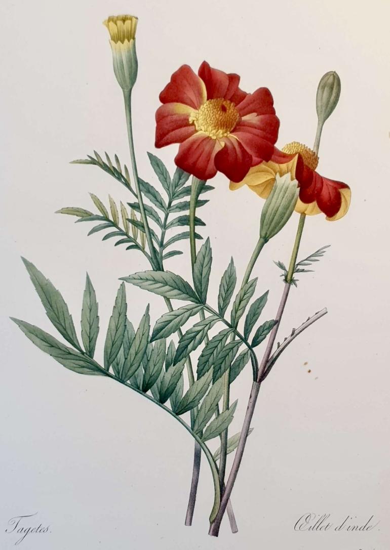 REDOUTE Pierre Joseph