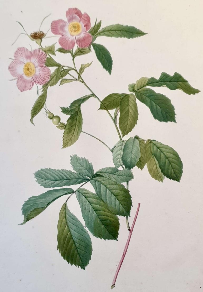 REDOUTE Pierre Joseph