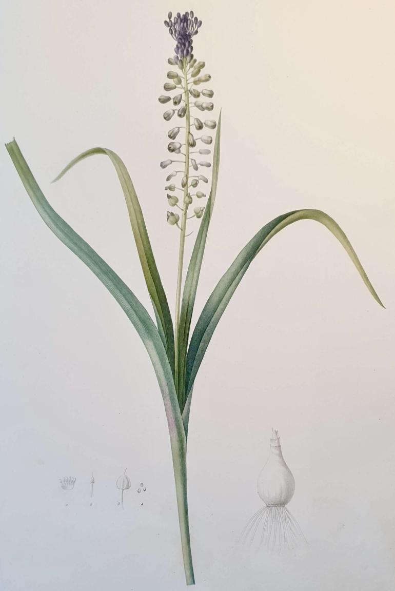 REDOUTE Pierre Joseph