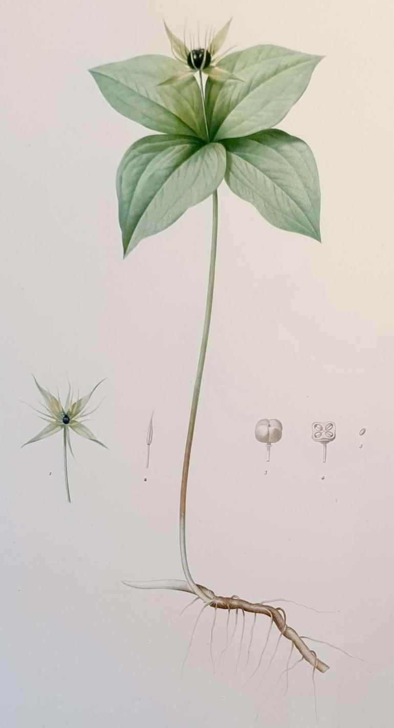 REDOUTE Pierre Joseph