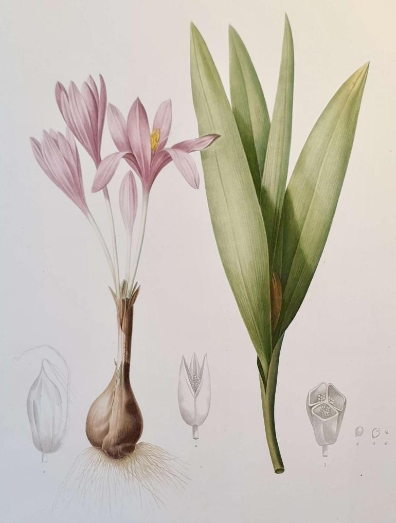 REDOUTE Pierre Joseph