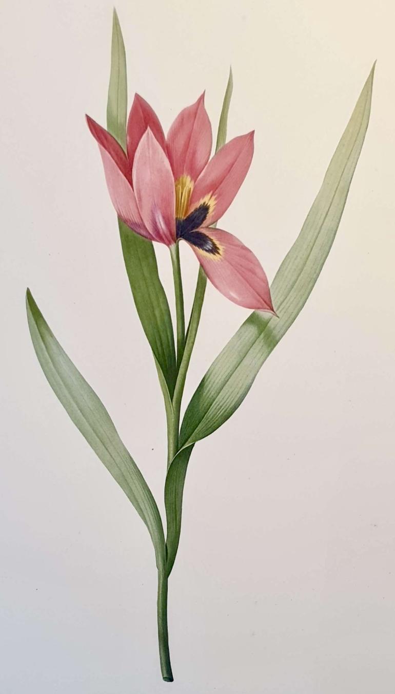 REDOUTE Pierre Joseph