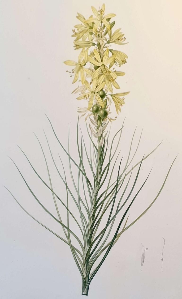 REDOUTE Pierre Joseph