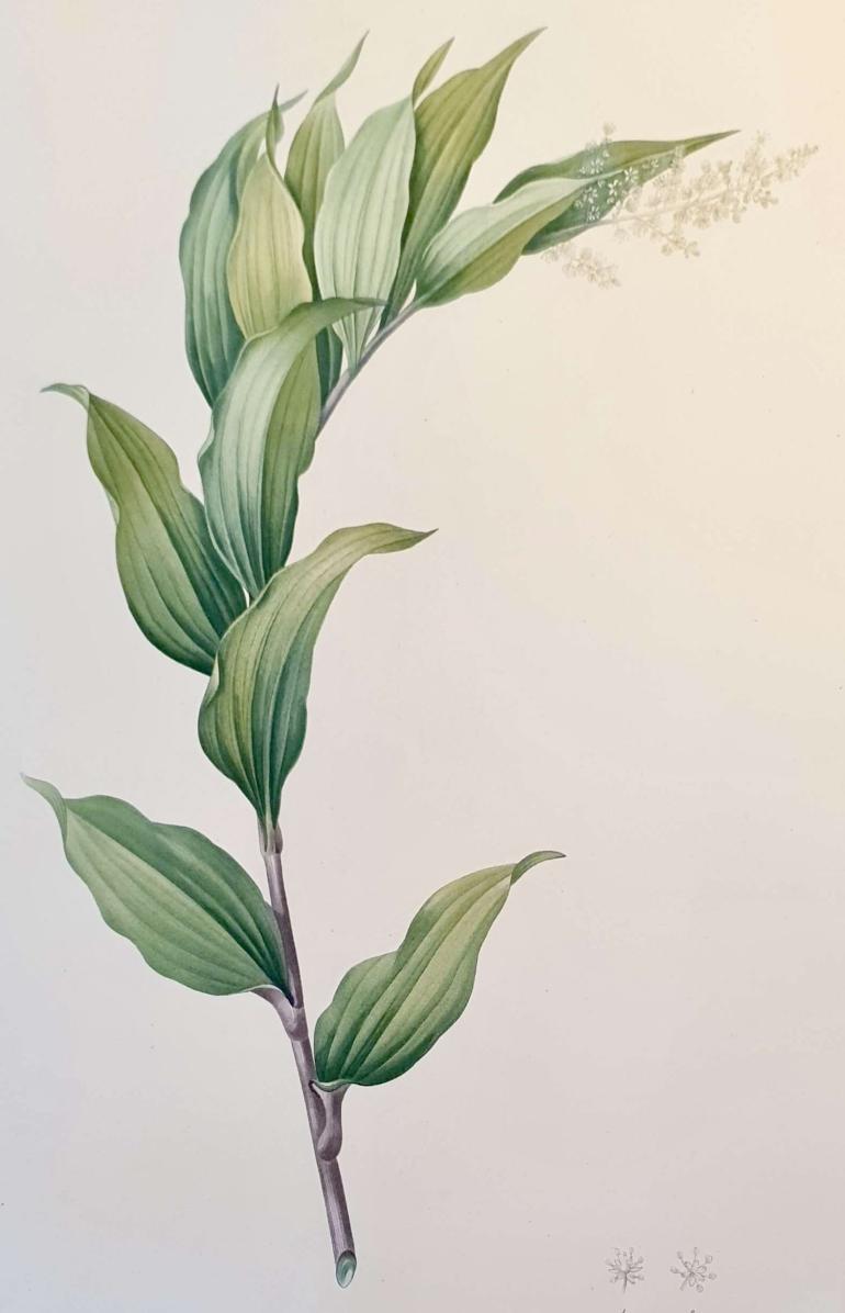 REDOUTE Pierre Joseph