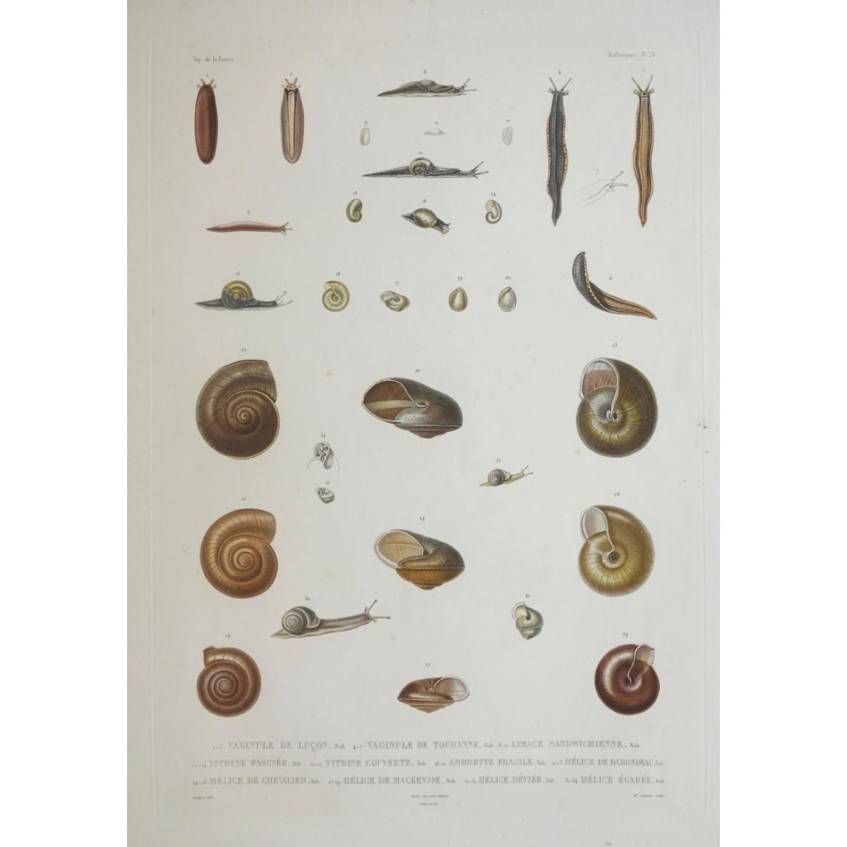 SCHMELZ Charles Simon Guillaume