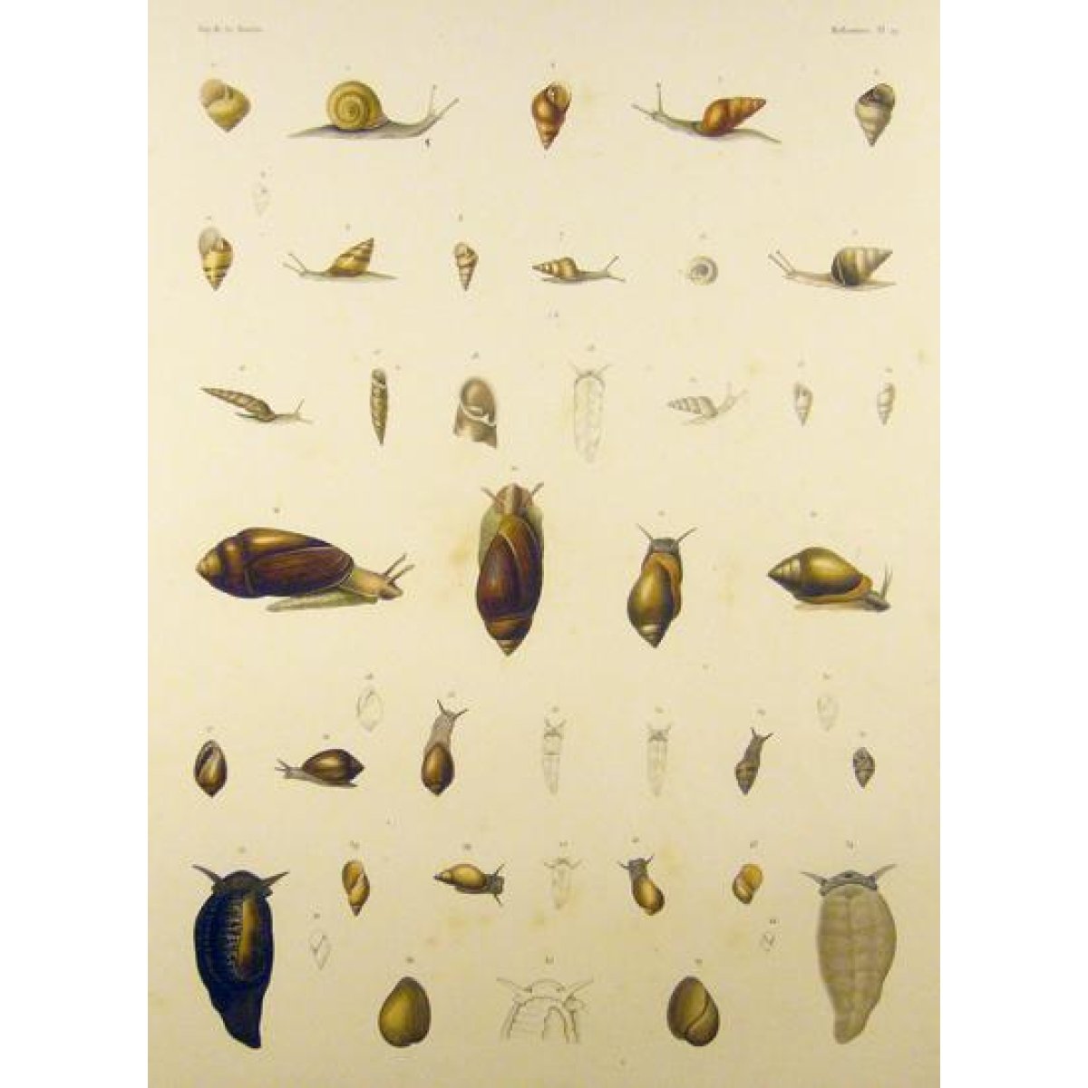 SCHMELZ Charles Simon Guillaume