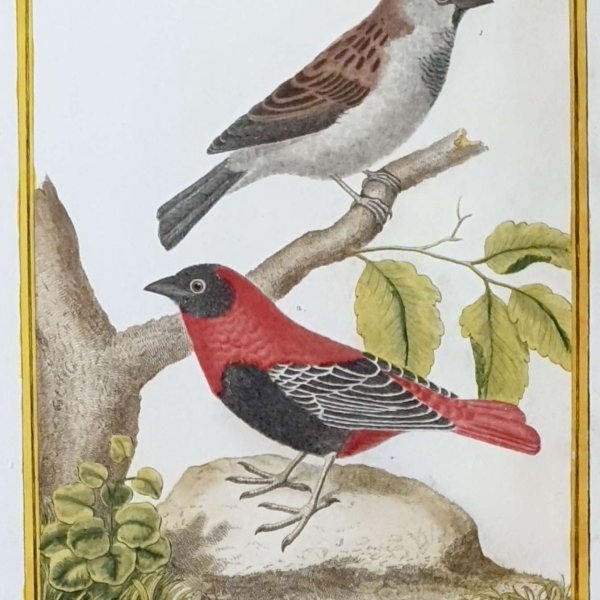 MARTINET, François Nicolas