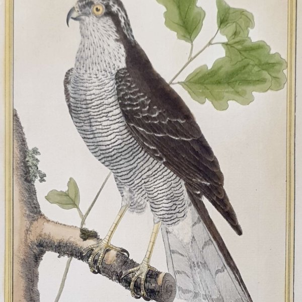 MARTINET, François Nicolas