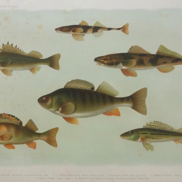 ENGELMANN Theodor Wilhem