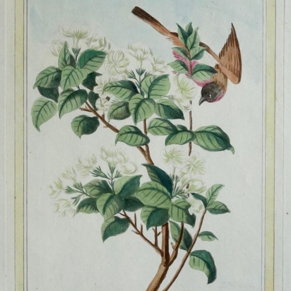 BUC'HOZ Pierre-Joseph