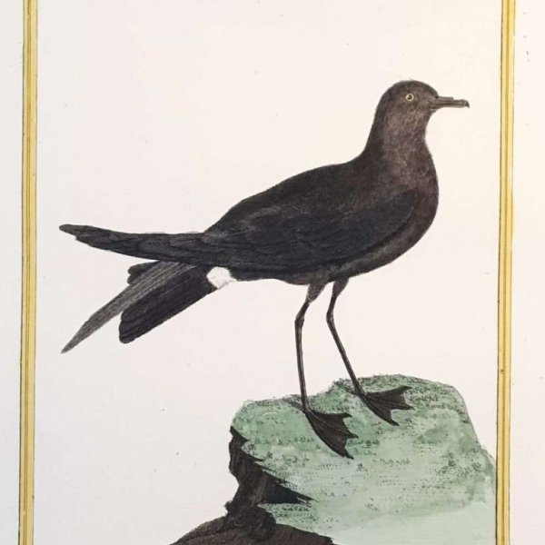 MARTINET, François Nicolas