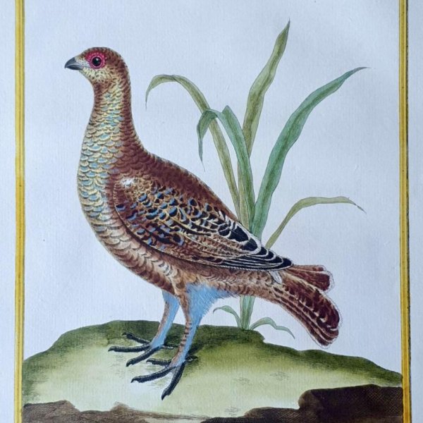 MARTINET, François Nicolas