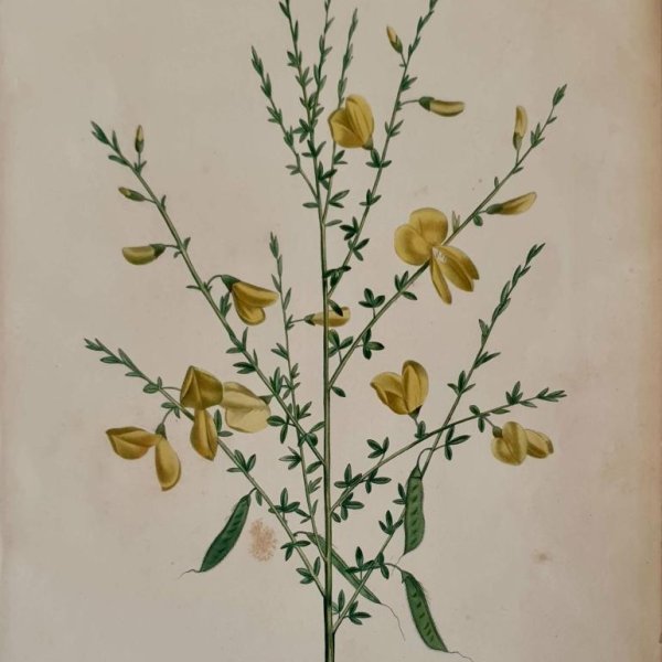 REDOUTE Pierre Joseph