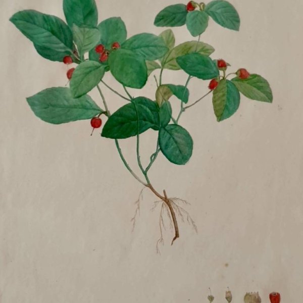 REDOUTE Pierre Joseph