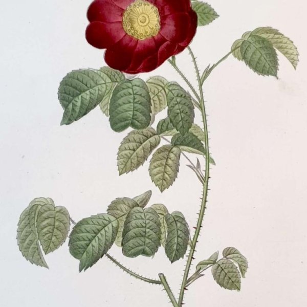 REDOUTE Pierre Joseph