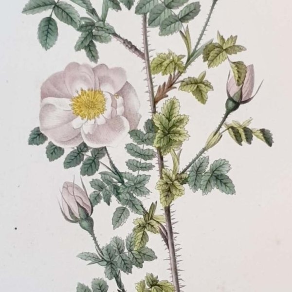 REDOUTE Pierre Joseph