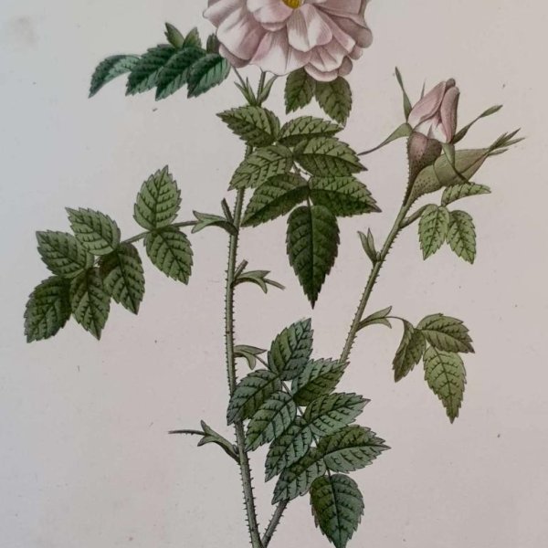 REDOUTE Pierre Joseph