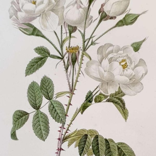 REDOUTE Pierre Joseph