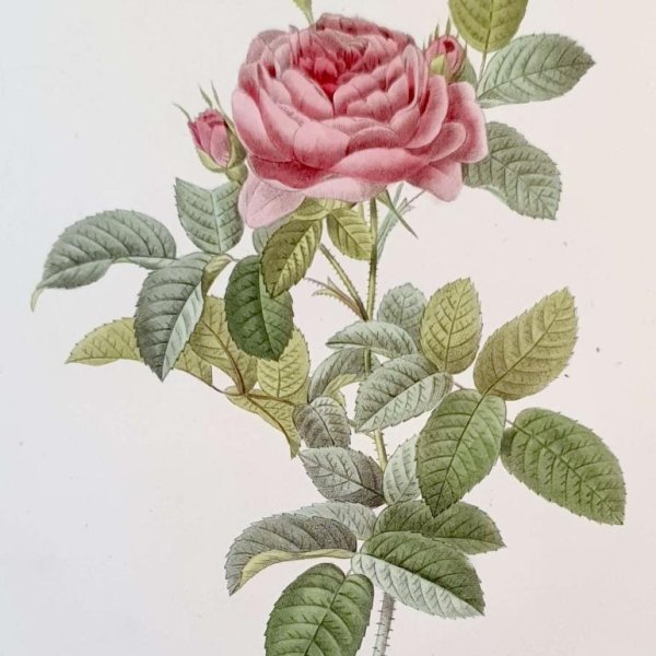 REDOUTE Pierre Joseph