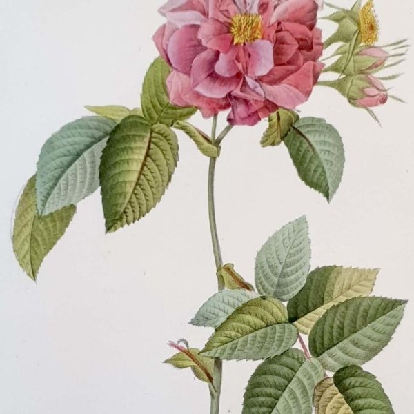 REDOUTE Pierre Joseph