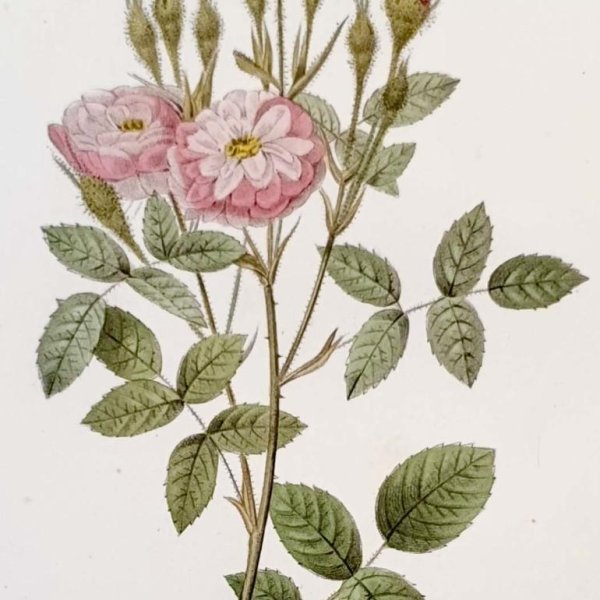 REDOUTE Pierre Joseph