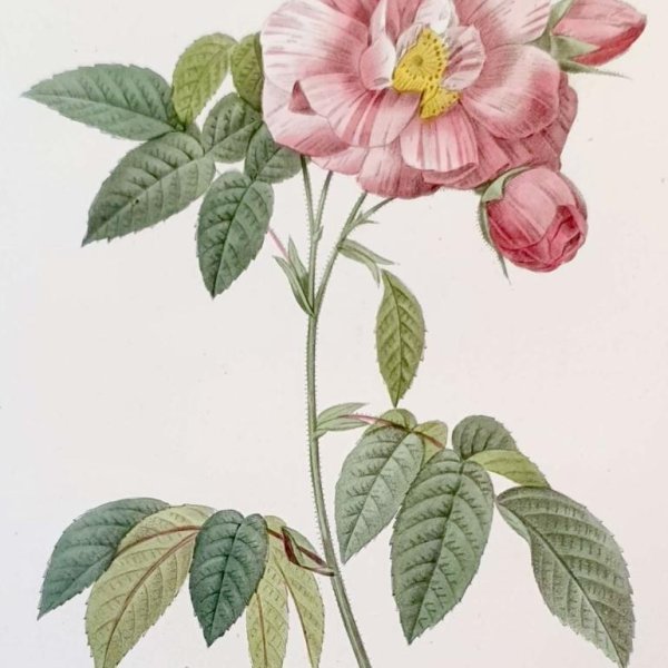 REDOUTE Pierre Joseph