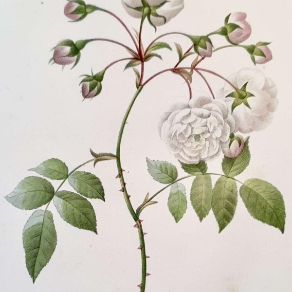 REDOUTE Pierre Joseph