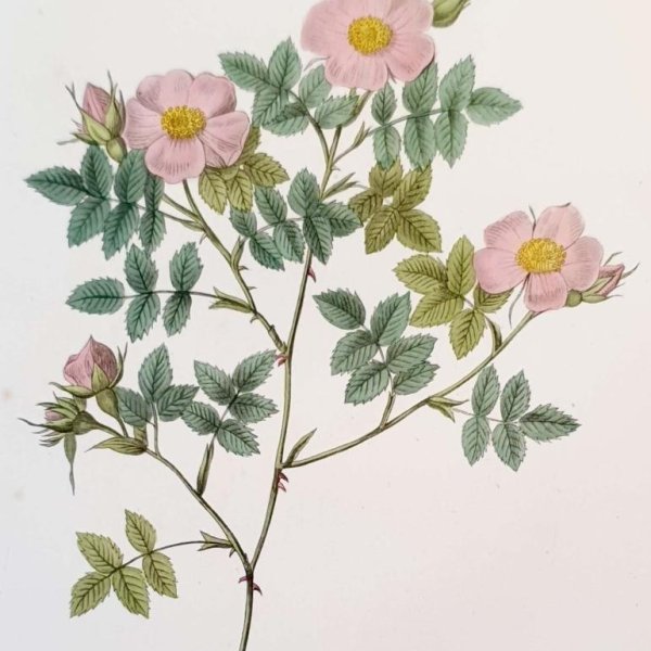 REDOUTE Pierre Joseph