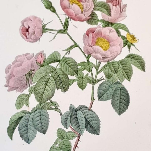 REDOUTE Pierre Joseph