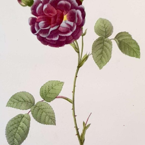 REDOUTE Pierre Joseph