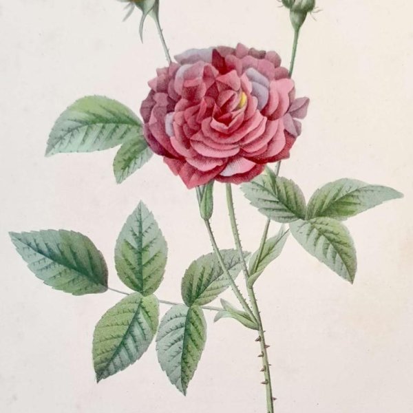 REDOUTE Pierre Joseph