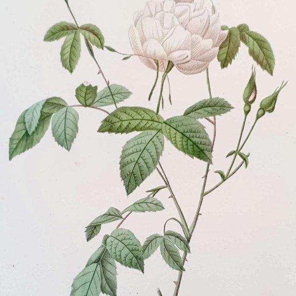 REDOUTE Pierre Joseph