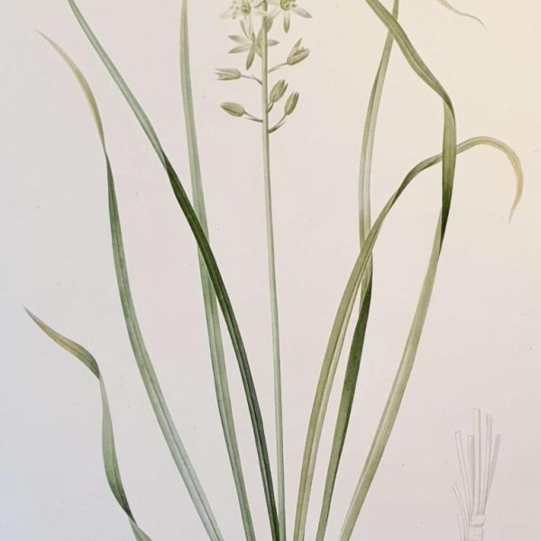 REDOUTE Pierre Joseph