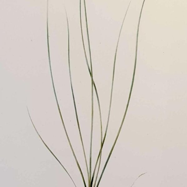 REDOUTE Pierre Joseph