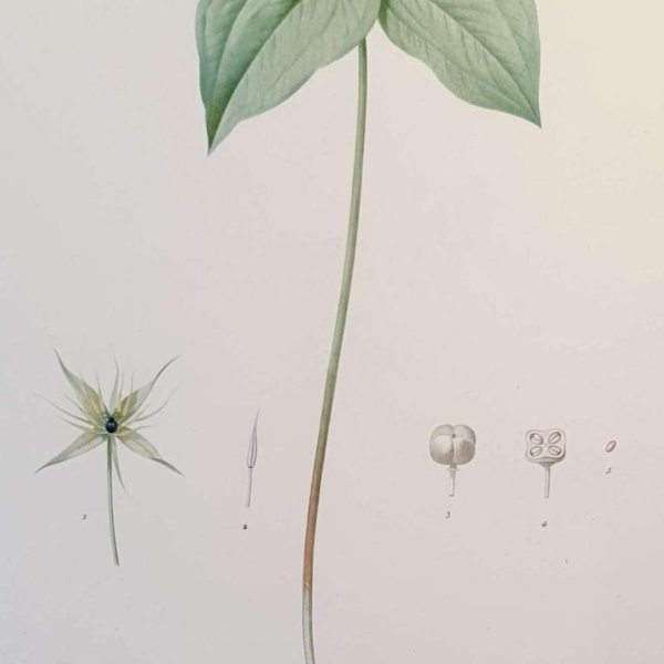 REDOUTE Pierre Joseph