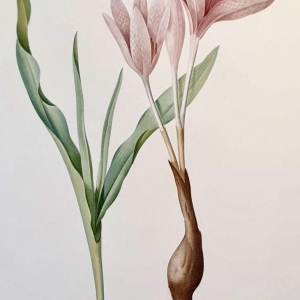 REDOUTE Pierre Joseph