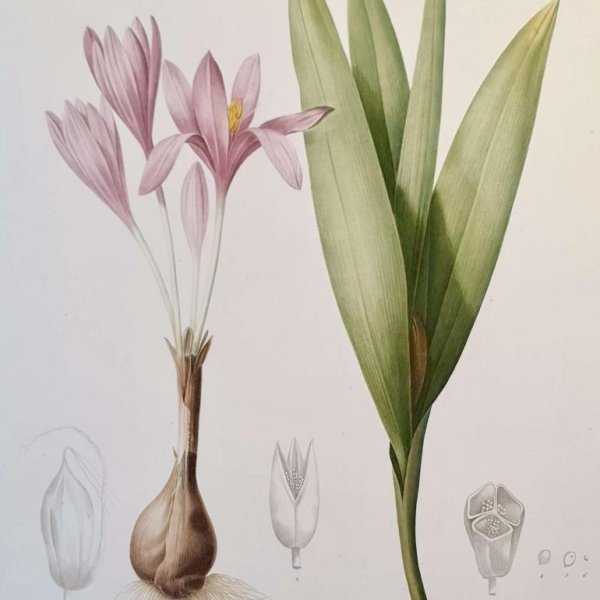 REDOUTE Pierre Joseph