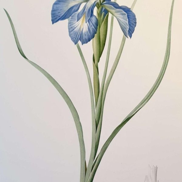 REDOUTE Pierre Joseph