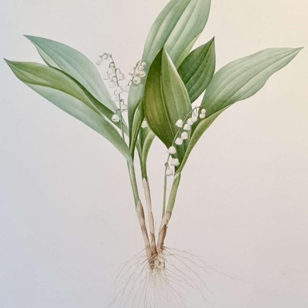 REDOUTE Pierre Joseph